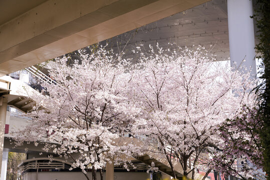 大棵樱花树