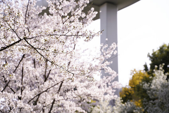 樱花树