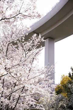 高架桥下的樱花树