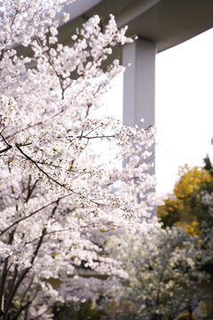 桥下樱花树