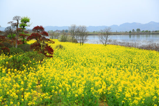 田园风景画