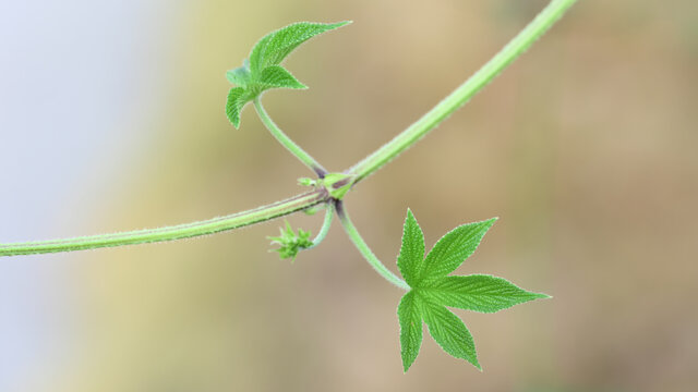 葎草特写