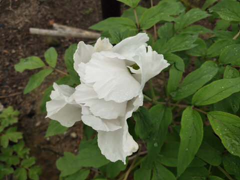 芍药花特写