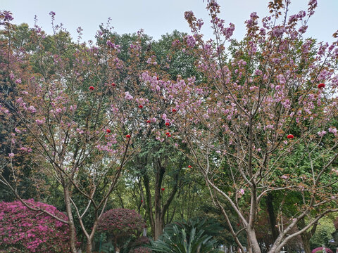 樱花与樱花树