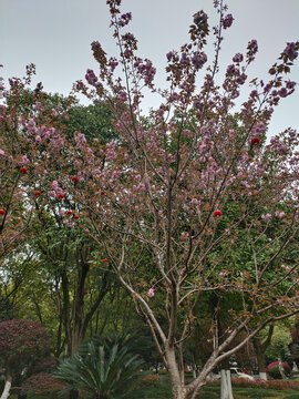 樱花