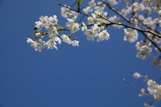 仰拍白花蓝天