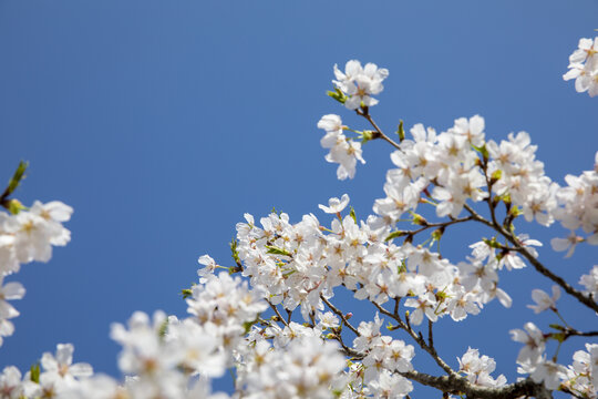 鲜花边框