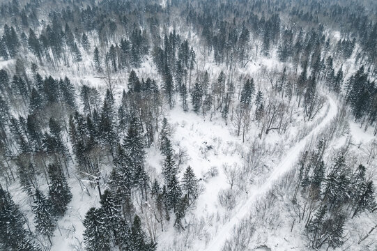 黑龙江东北雪乡林海雪原森林