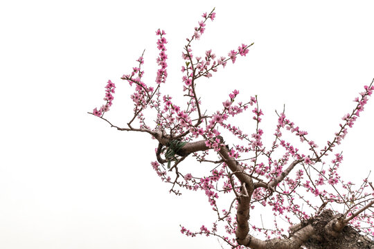 桃花摄影图下载