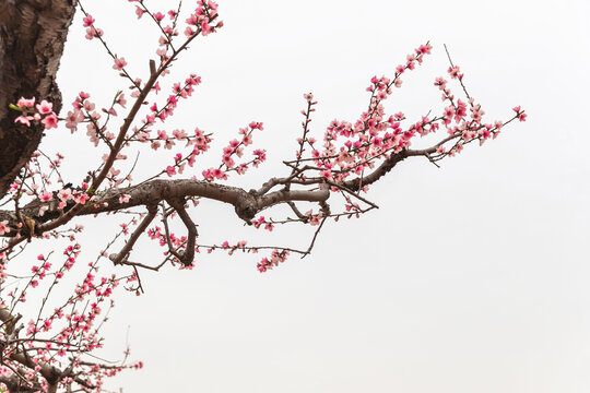 桃花图摄影图片