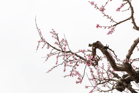 桃花图图片下载