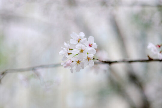 白色樱花