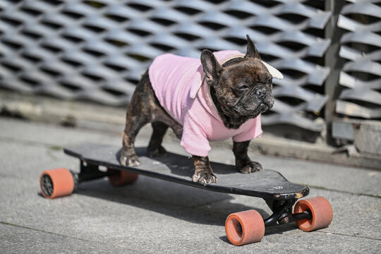 玩滑板的斗牛犬