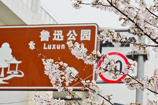 上海鲁迅公园樱花季