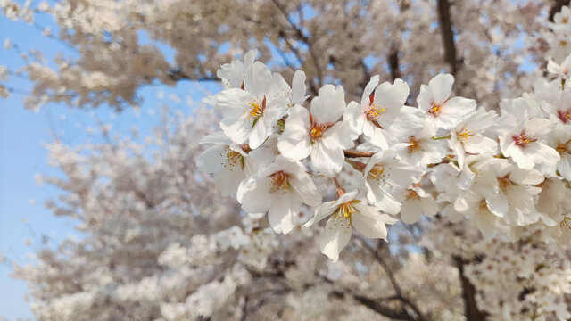 樱花