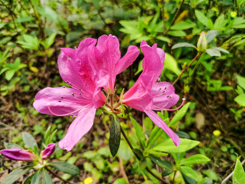 杜鹃花特写