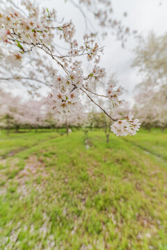 樱花