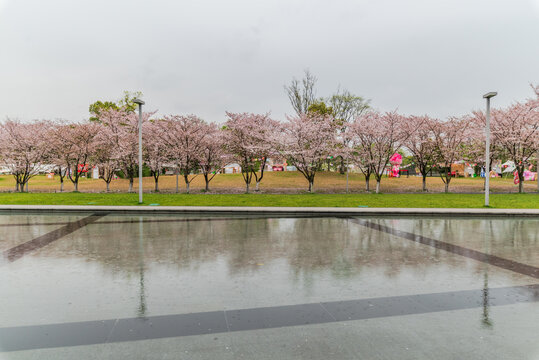 樱花大道