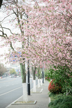 街道边的海棠花