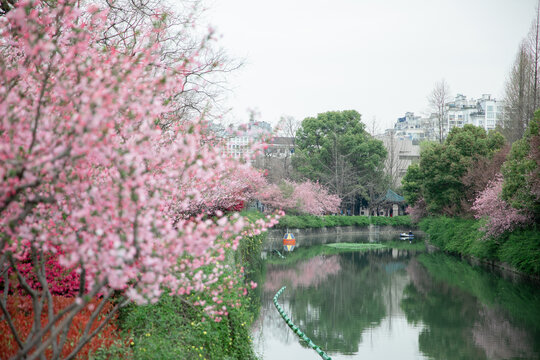 春天河边的海棠花