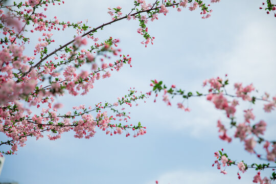 粉色海棠花丛中抬头望天空