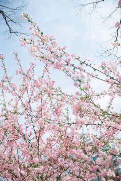 春天花朵背景素材