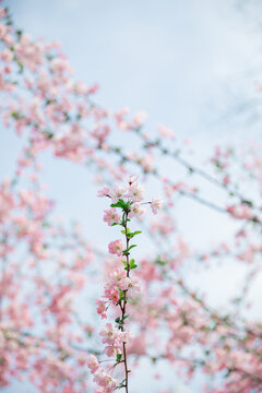 一支海棠花朵素材