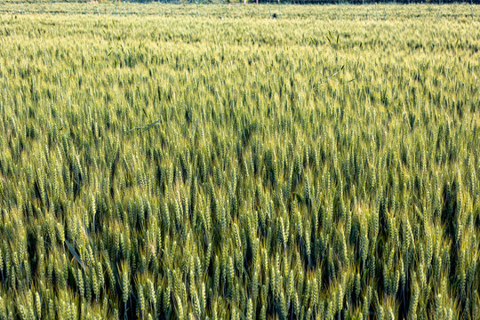 小麦麦田生长中的小麦