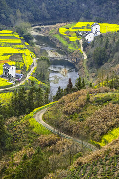 歙县石潭村油菜花