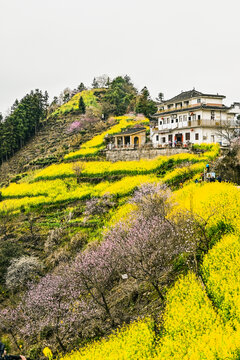 歙县石潭村油菜花