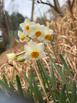 一簇水仙花