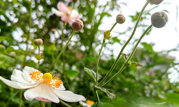 野棉花