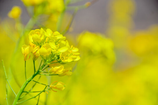 油菜花