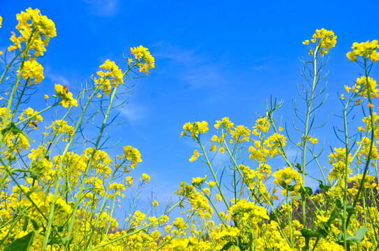 油菜花