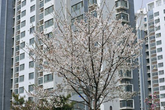 小区樱花树