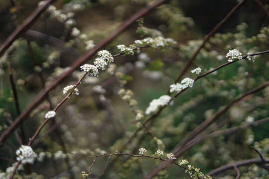 春天的小花