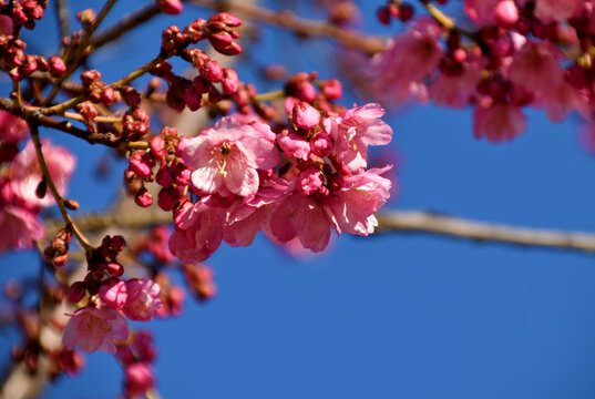 樱花