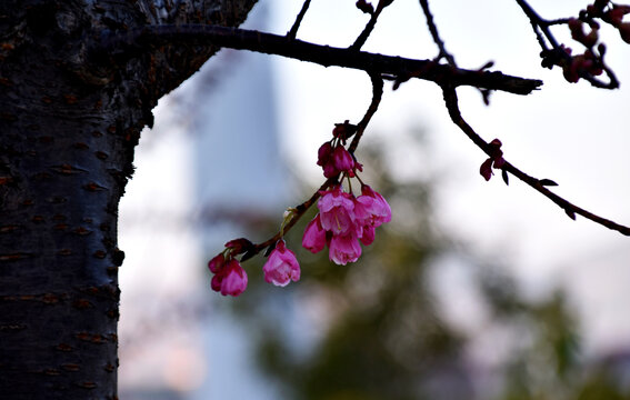 樱花