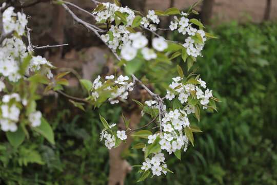 清明节春天梨花盛开