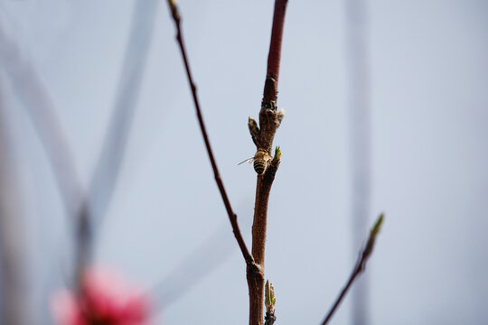 蜜蜂采胶