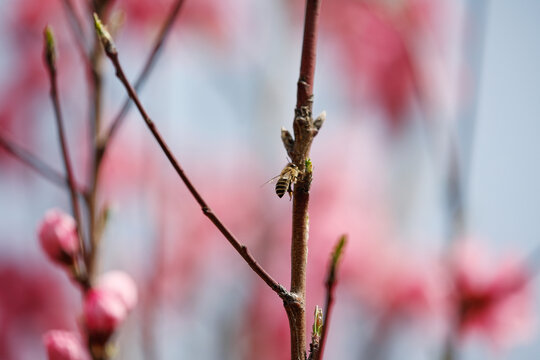 蜜蜂采胶