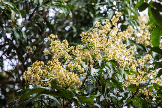 荔枝花开