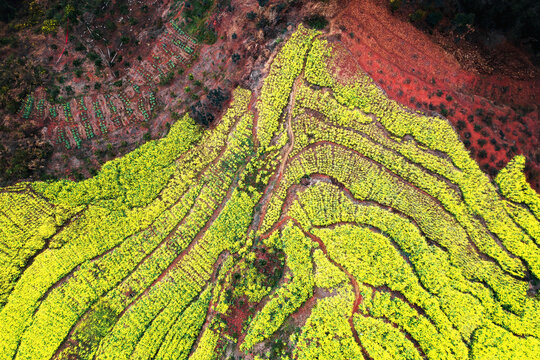 宜宾屏山中都油菜花