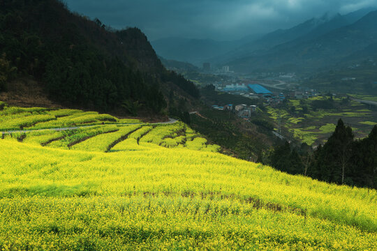 宜宾屏山中都油菜花