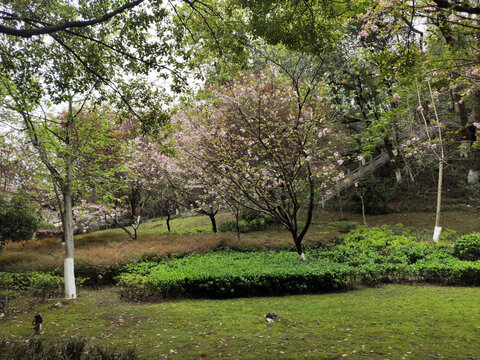 公园绿植与樱花树