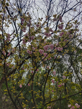 樱花