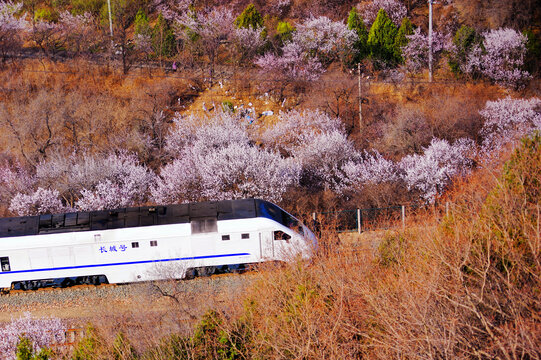 北京居庸关长城号花海列车