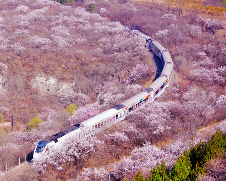 北京居庸关长城号花海列车