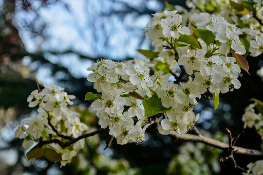 梨花