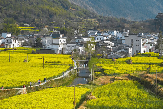 庆源古村油菜花